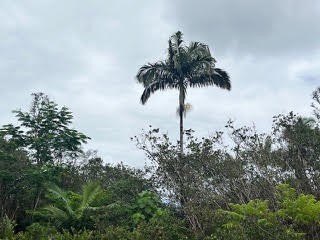 Beautiful opportunity to build your Island dream! Three - photo 14
