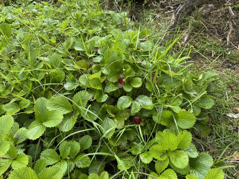 Walden found! Enjoy this sweet slice of heaven and comfortable - photo 22
