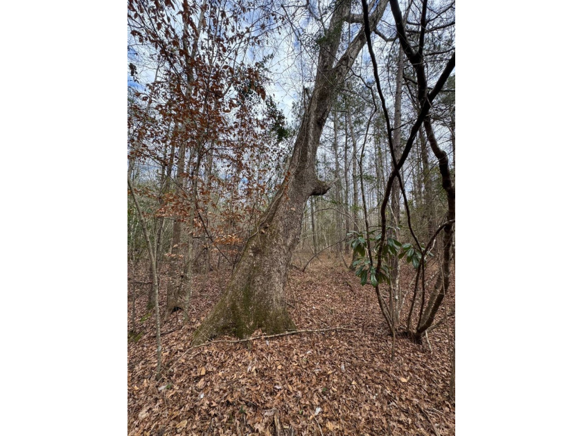 EXPLORE A 60+/- ACRE PROPERTY SUITABLE FOR HUNTING, TIMBER - photo 11