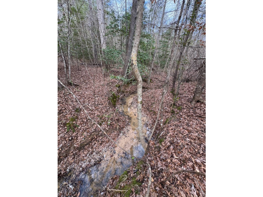 EXPLORE A 60+/- ACRE PROPERTY SUITABLE FOR HUNTING, TIMBER - photo 12
