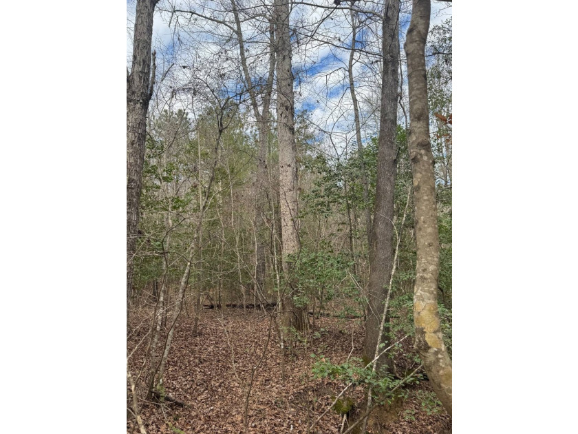 EXPLORE A 60+/- ACRE PROPERTY SUITABLE FOR HUNTING, TIMBER - photo 13