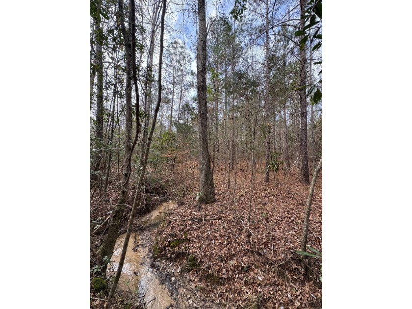 EXPLORE A 60+/- ACRE PROPERTY SUITABLE FOR HUNTING, TIMBER - photo 14