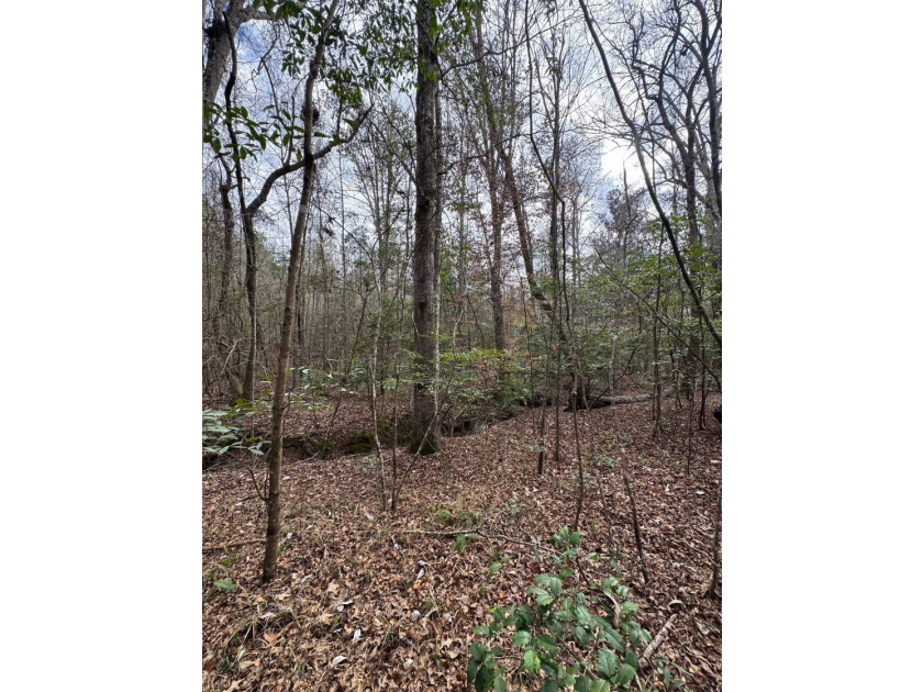 EXPLORE A 60+/- ACRE PROPERTY SUITABLE FOR HUNTING, TIMBER - photo 15