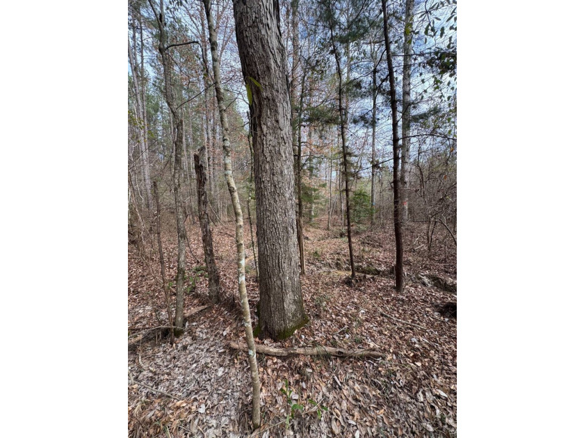 EXPLORE A 60+/- ACRE PROPERTY SUITABLE FOR HUNTING, TIMBER - photo 16
