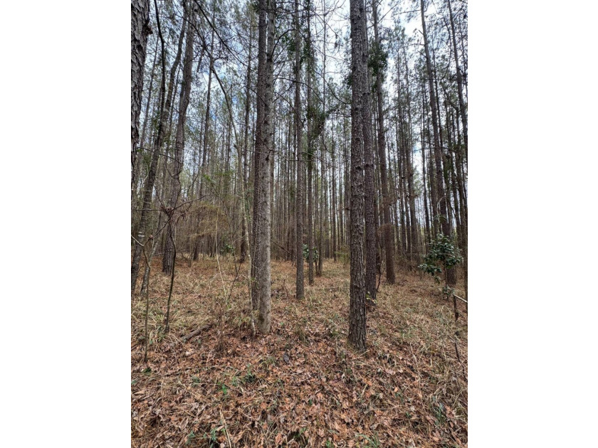 EXPLORE A 60+/- ACRE PROPERTY SUITABLE FOR HUNTING, TIMBER - photo 17