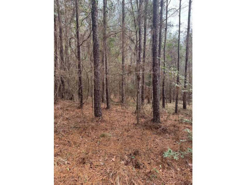 EXPLORE A 60+/- ACRE PROPERTY SUITABLE FOR HUNTING, TIMBER - photo 19