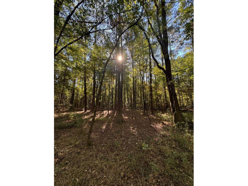 SMALL TRACT, BIG DREAMS: EXPLORE THE LEAKE 20. Discover this - photo 15
