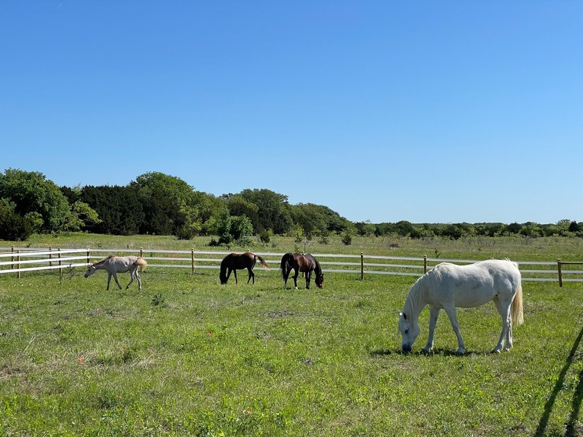 NEW LOW PRICE and INCREDIBLE BUY!! This exceptional horse - photo 34