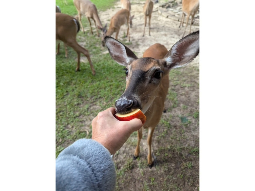 Hand Feed The Deer - photo 22