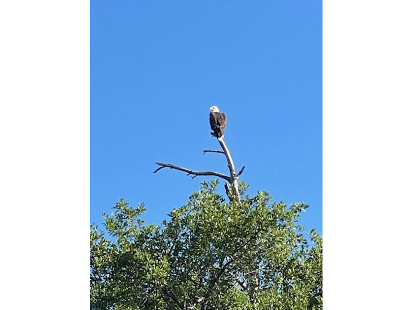 American Eagles Call The Lake Home - photo 23