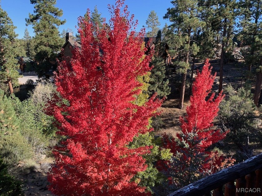 Beautiful Log-Style Mountain Home in prime Castle Glen Big Bear - photo 48