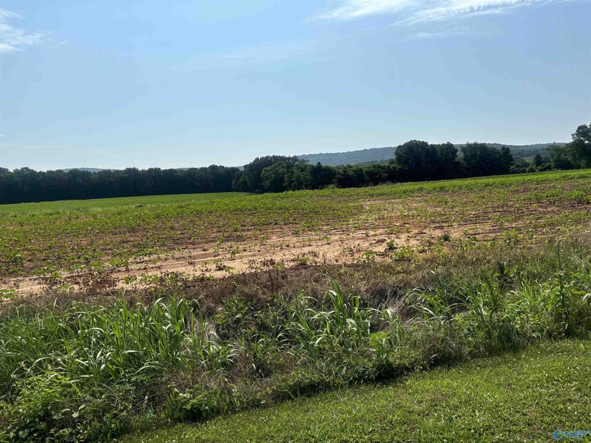 Build the life you've been dreaming of on this beautiful 37-acre - photo 10