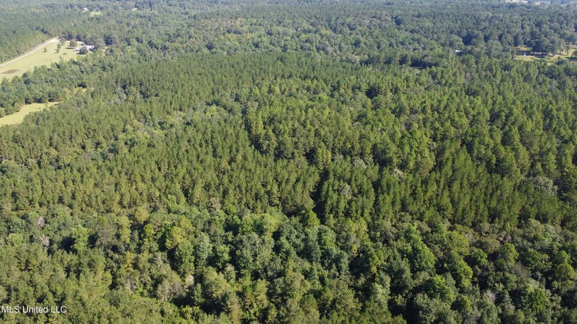 92 Acres of Timber, Wildlife, and Homesite Potential - Pearl - photo 4
