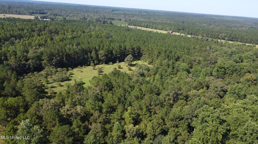 92 Acres of Timber, Wildlife, and Homesite Potential - Pearl - photo 5