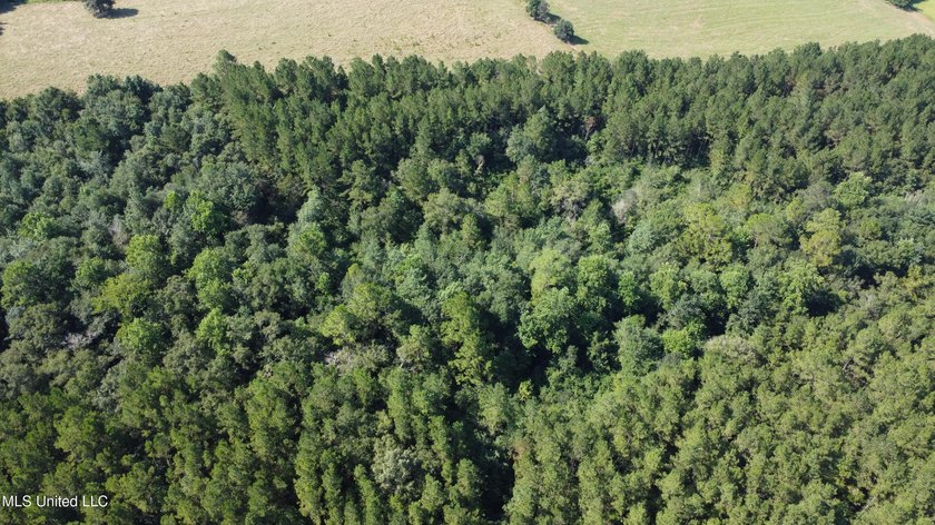 92 Acres of Timber, Wildlife, and Homesite Potential - Pearl - photo 9