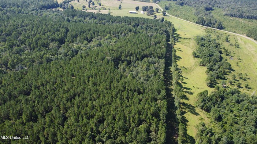 92 Acres of Timber, Wildlife, and Homesite Potential - Pearl - photo 10