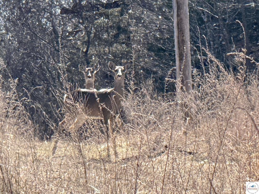 Terrific 119.5-acre m/l tract of land with tons of wildlife and - photo 30