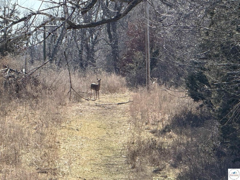Terrific 119.5-acre m/l tract of land with tons of wildlife and - photo 31