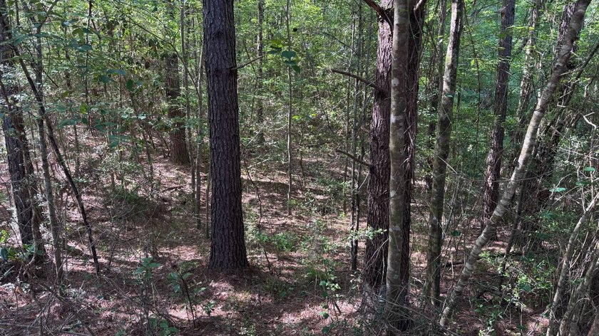 Located near Neely, Mississippi, this diverse hunting property - photo 21