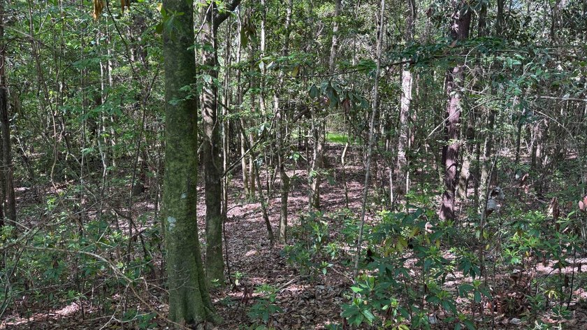 Located near Neely, Mississippi, this diverse hunting property - photo 23