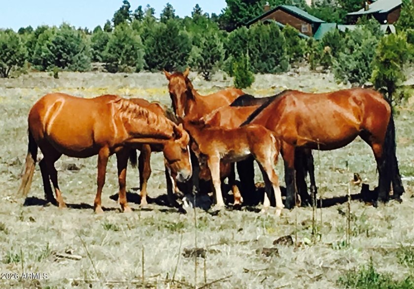 Escape to the Mountains in this cozy 2-bed, 1-bath furnished - photo 38