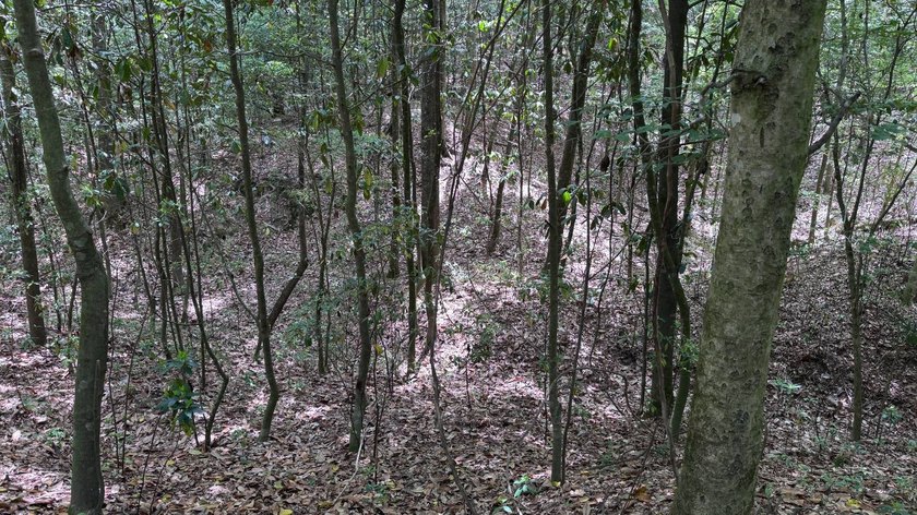 Located near Neely, Mississippi, this diverse hunting property - photo 38