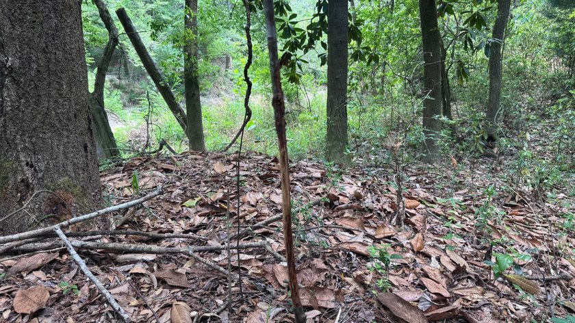 Located near Neely, Mississippi, this diverse hunting property - photo 41