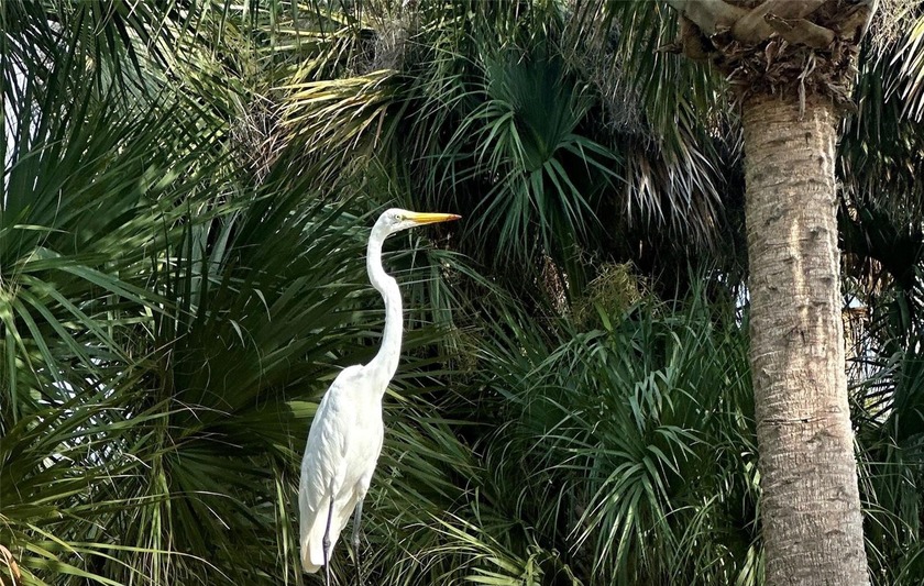 Prime Coastal Homesite Just 3 Blocks from the Ocean Take - photo 24