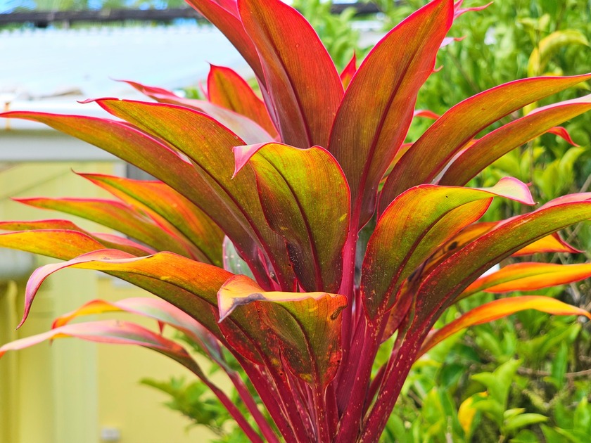 One acre of prime Hawaiian Paradise Park land. From the street - photo 3