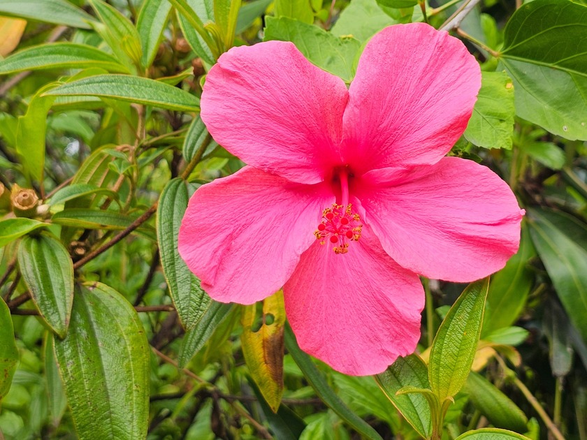 One acre of prime Hawaiian Paradise Park land. From the street - photo 4