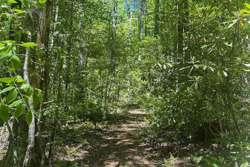 Beautifully wooded 5.83+/- gently rolling acres that adjoin the - photo 12