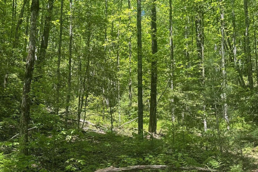 Beautifully wooded 5.83+/- gently rolling acres that adjoin the - photo 13