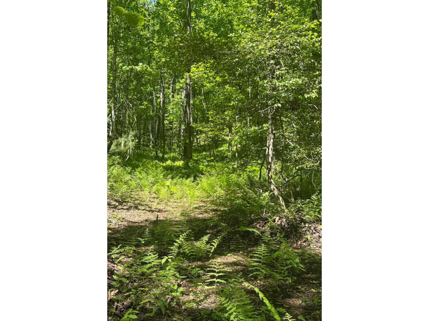 Beautifully wooded 5.83+/- gently rolling acres that adjoin the - photo 15