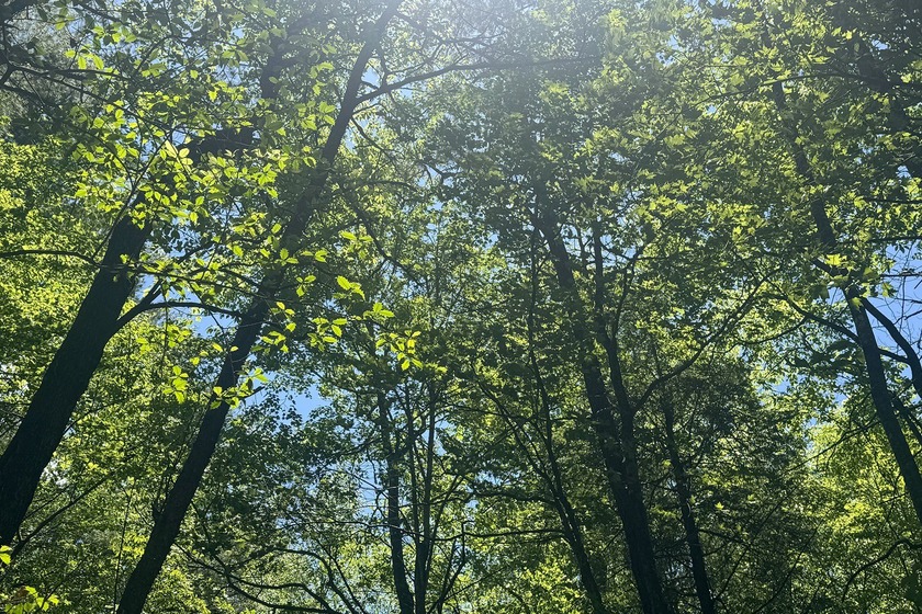 Beautifully wooded 5.83+/- gently rolling acres that adjoin the - photo 18