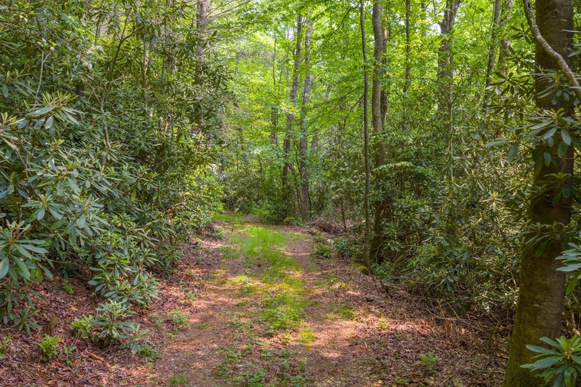 Beautifully wooded 5.83+/- gently rolling acres that adjoin the - photo 20