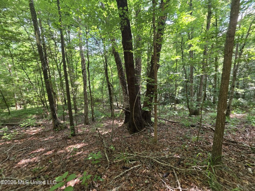 73.6+/- Acres on Summers Lane | Brookhaven, Mississippi Welcome - photo 12