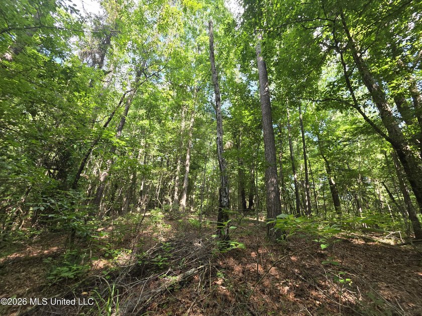 73.6+/- Acres on Summers Lane | Brookhaven, Mississippi Welcome - photo 14