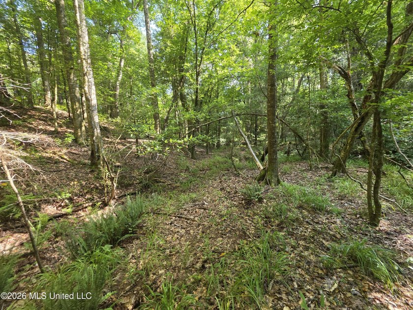 73.6+/- Acres on Summers Lane | Brookhaven, Mississippi Welcome - photo 15
