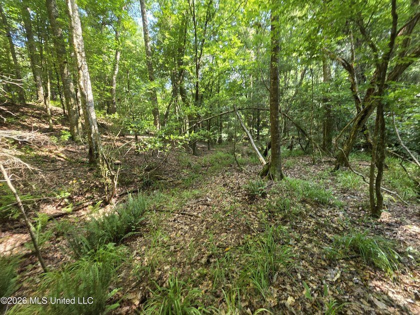 73.6+/- Acres on Summers Lane | Brookhaven, Mississippi Welcome - photo 16