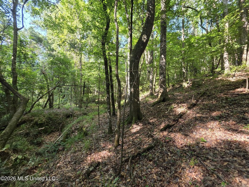 73.6+/- Acres on Summers Lane | Brookhaven, Mississippi Welcome - photo 18