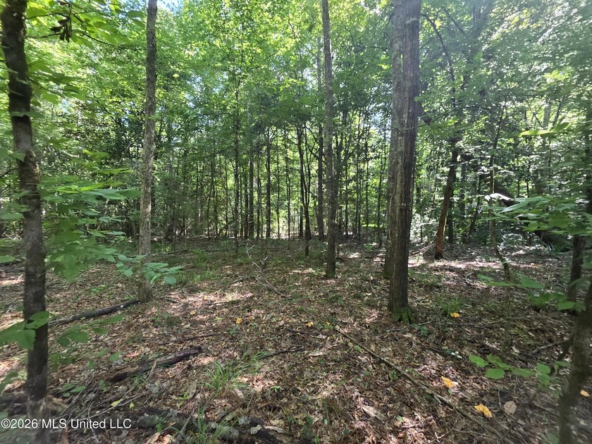 73.6+/- Acres on Summers Lane | Brookhaven, Mississippi Welcome - photo 29