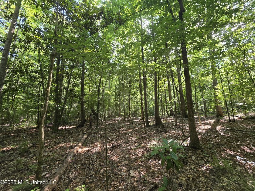 73.6+/- Acres on Summers Lane | Brookhaven, Mississippi Welcome - photo 32