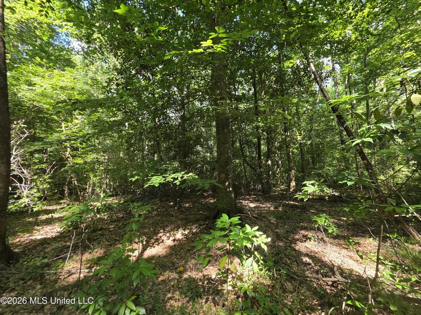 73.6+/- Acres on Summers Lane | Brookhaven, Mississippi Welcome - photo 37