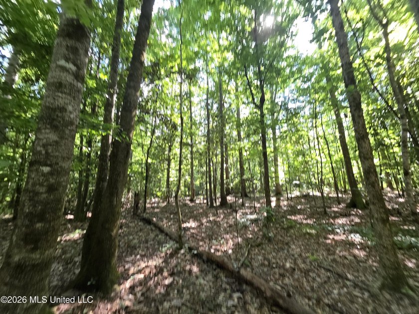 73.6+/- Acres on Summers Lane | Brookhaven, Mississippi Welcome - photo 39