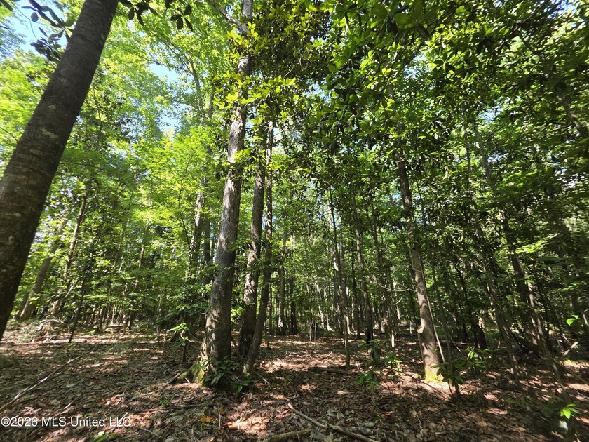 73.6+/- Acres on Summers Lane | Brookhaven, Mississippi Welcome - photo 41