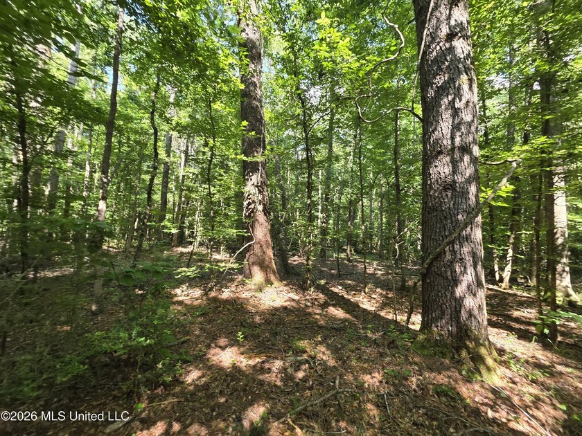 73.6+/- Acres on Summers Lane | Brookhaven, Mississippi Welcome - photo 42