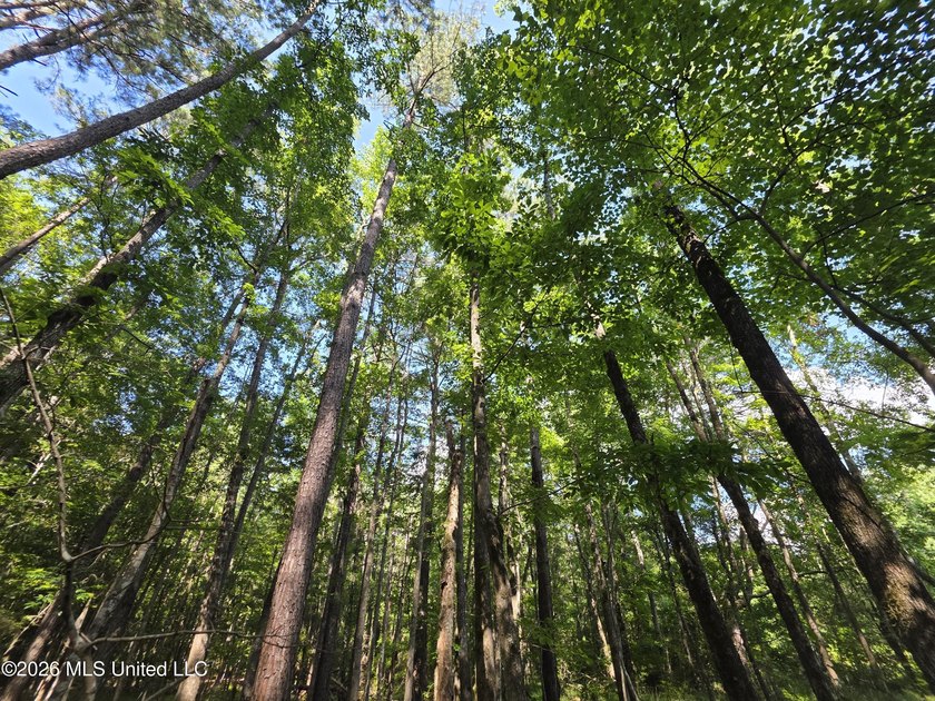 73.6+/- Acres on Summers Lane | Brookhaven, Mississippi Welcome - photo 43