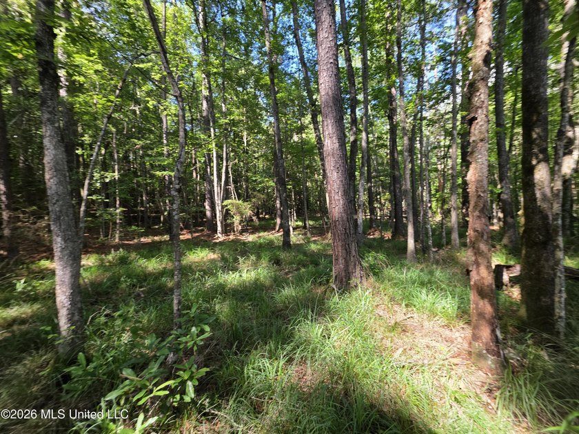 73.6+/- Acres on Summers Lane | Brookhaven, Mississippi Welcome - photo 44