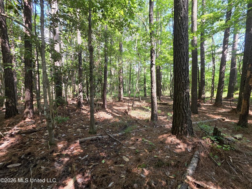 73.6+/- Acres on Summers Lane | Brookhaven, Mississippi Welcome - photo 45