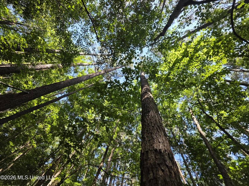 73.6+/- Acres on Summers Lane | Brookhaven, Mississippi Welcome - photo 47